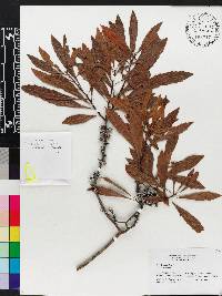 Myrica cerifera image