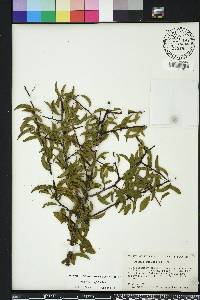 Prunus angustifolia image