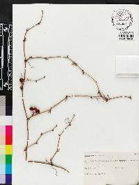 Smilax walteri image