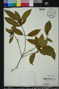 Damburneya coriacea image