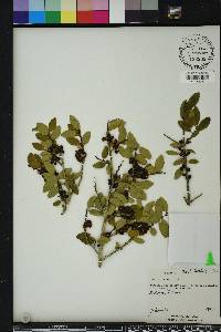 Ilex vomitoria image