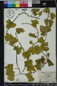 Ipomoea macrorhiza image