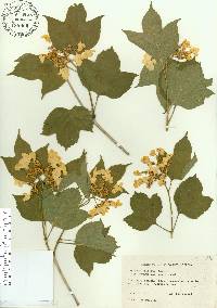 Viburnum trilobum image