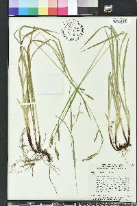 Carex oxylepis image