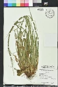 Carex venusta image