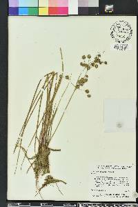 Juncus paludosus image