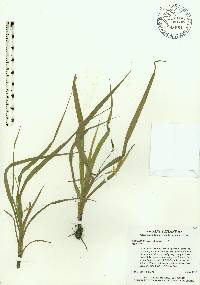 Hypoxis curtissii image