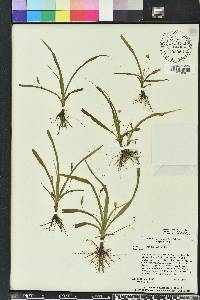 Hypoxis curtissii image