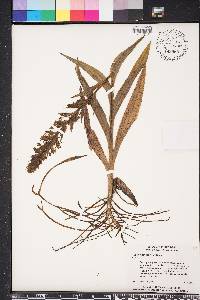 Habenaria repens image