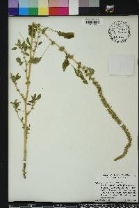 Amaranthus spinosus image