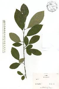 Lindera subcoriacea image