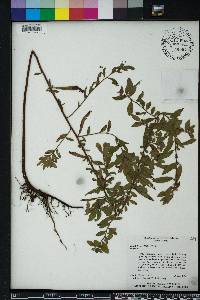 Ludwigia pilosa image