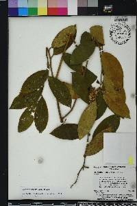 Leucothoe axillaris image