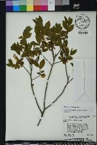Eubotrys racemosa image