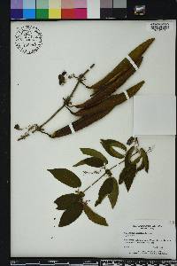 Bignonia capreolata image