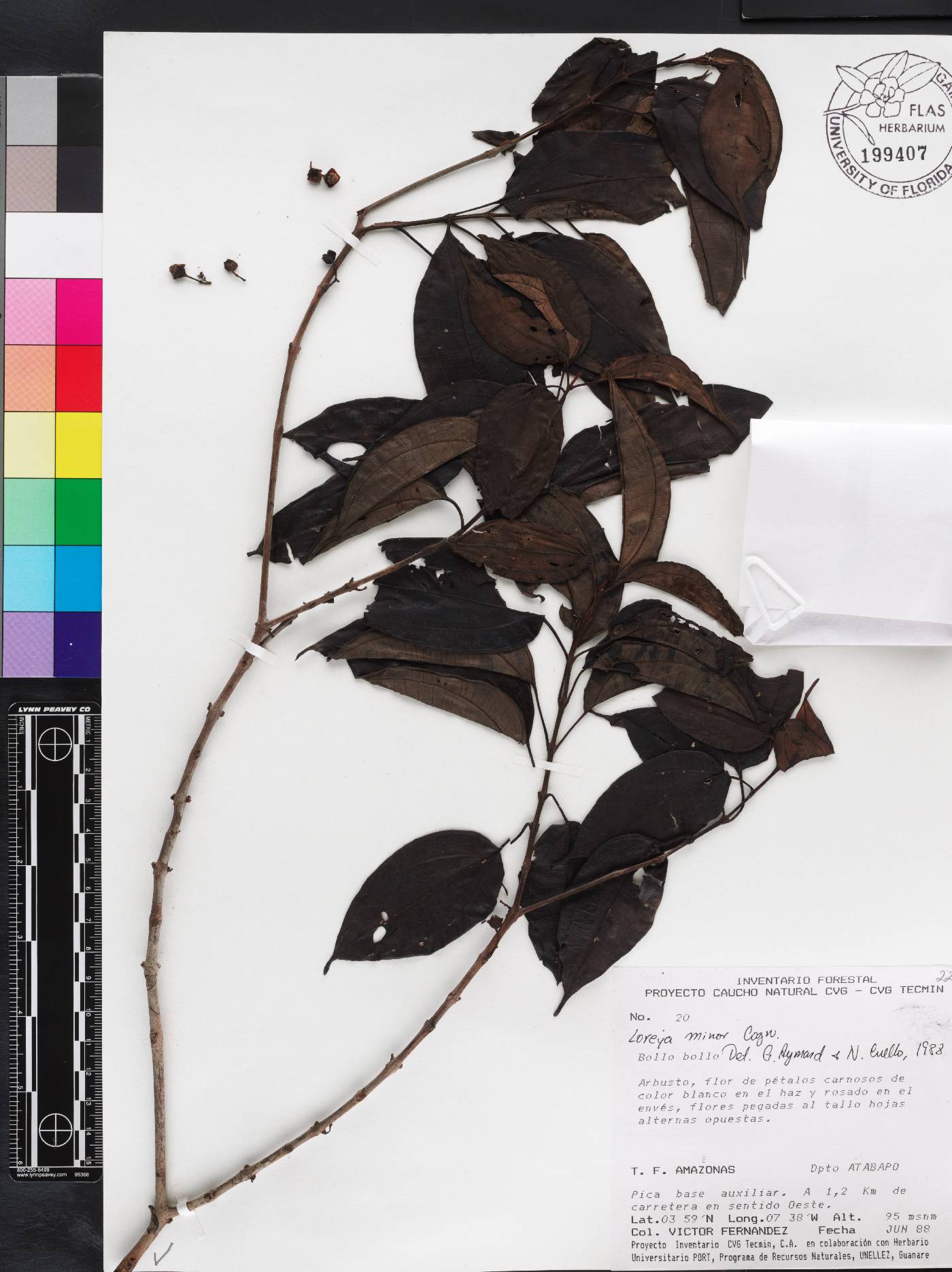 Bellucia ovata image