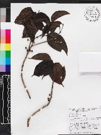 Bellucia ovata image