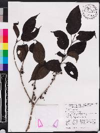 Bellucia ovata image