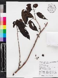 Bellucia ovata image