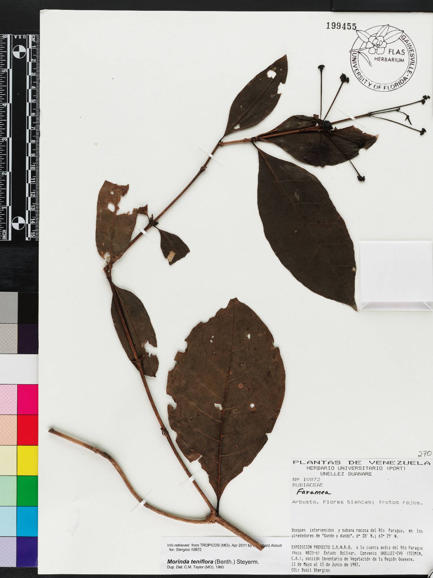 Appunia tenuiflora image