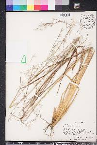 Andropogon brachystachyus image