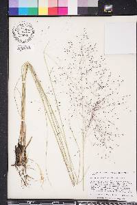 Muhlenbergia capillaris image