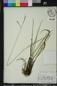 Paspalum floridanum image