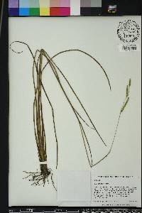 Paspalum laeve image