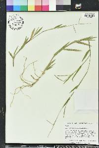 Urochloa platyphylla image