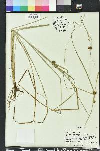 Carex elliottii image