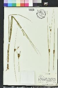 Carex striata image