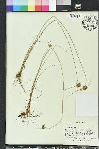 Cyperus filiculmis image