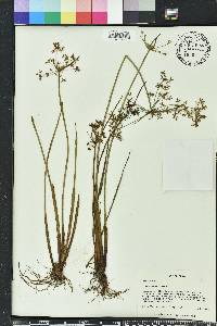 Cyperus haspan image