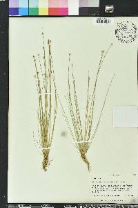 Eleocharis geniculata image