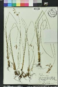 Fimbristylis puberula image