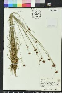Rhynchospora fernaldii image
