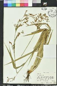 Scirpus lineatus image