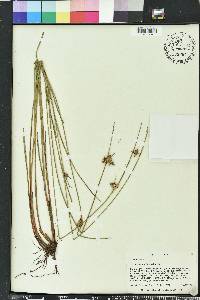 Scleria baldwinii image