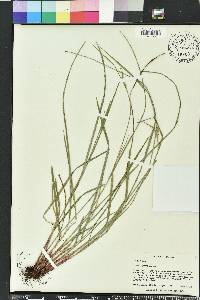 Scleria oligantha image