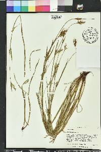 Scleria reticularis image