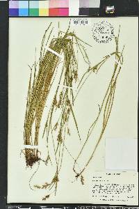 Scleria reticularis image