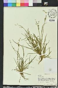 Juncus repens image