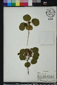 Rhynchosia reniformis image