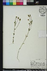 Polygala brevifolia image