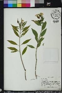 Asclepias perennis image