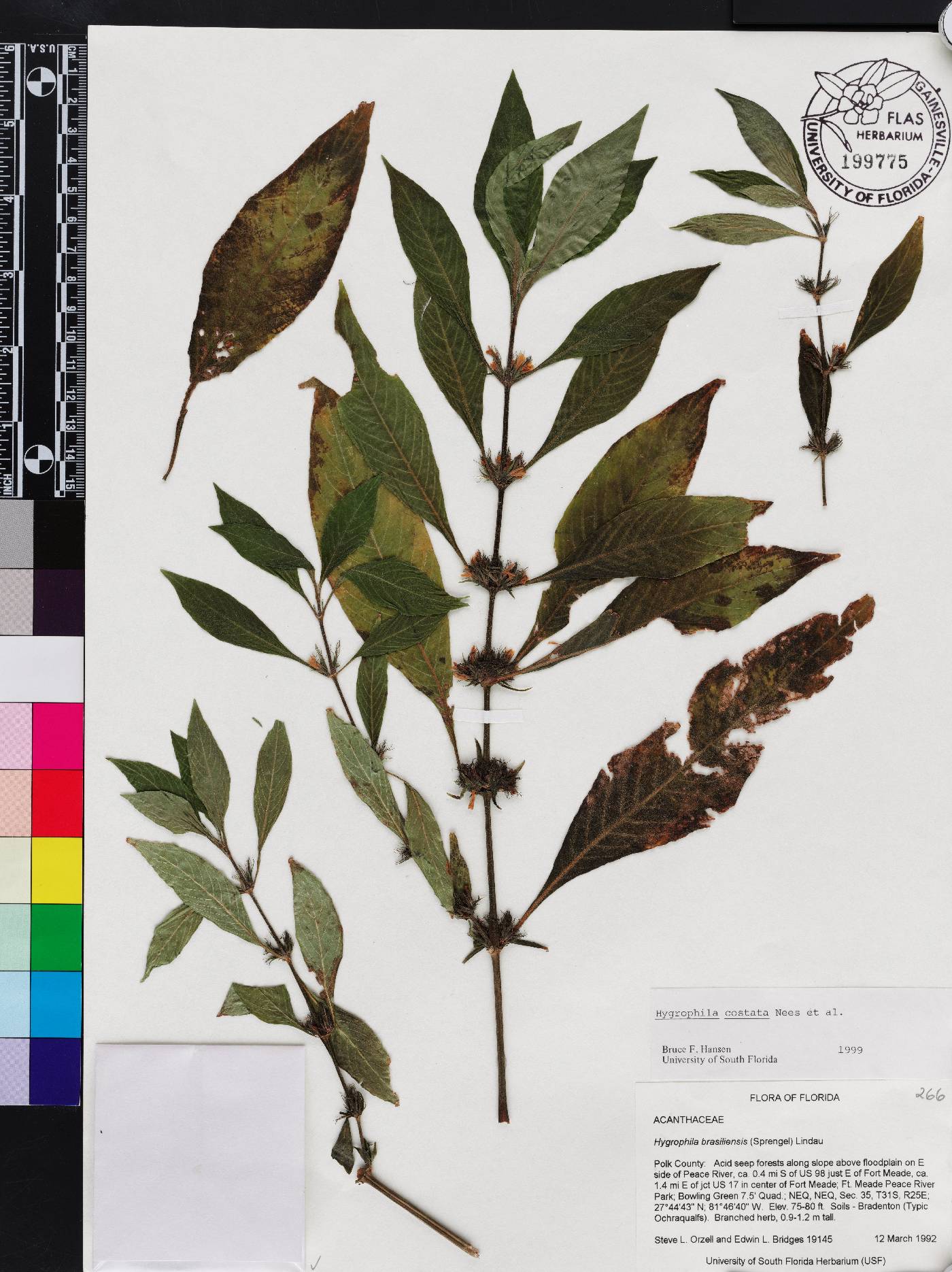 Hygrophila costata image