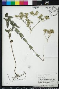 Eupatorium pilosum image