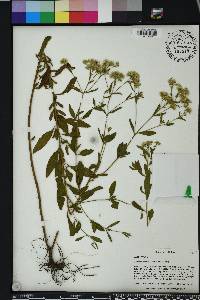 Eupatorium semiserratum image