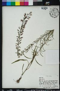 Liatris gracilis image