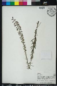 Liatris gracilis image